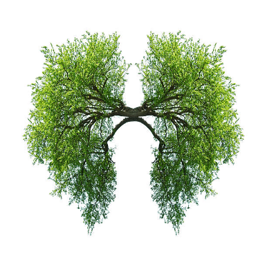 plante